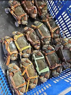 Kepiting segar isi 6-7 ekor 1 kg