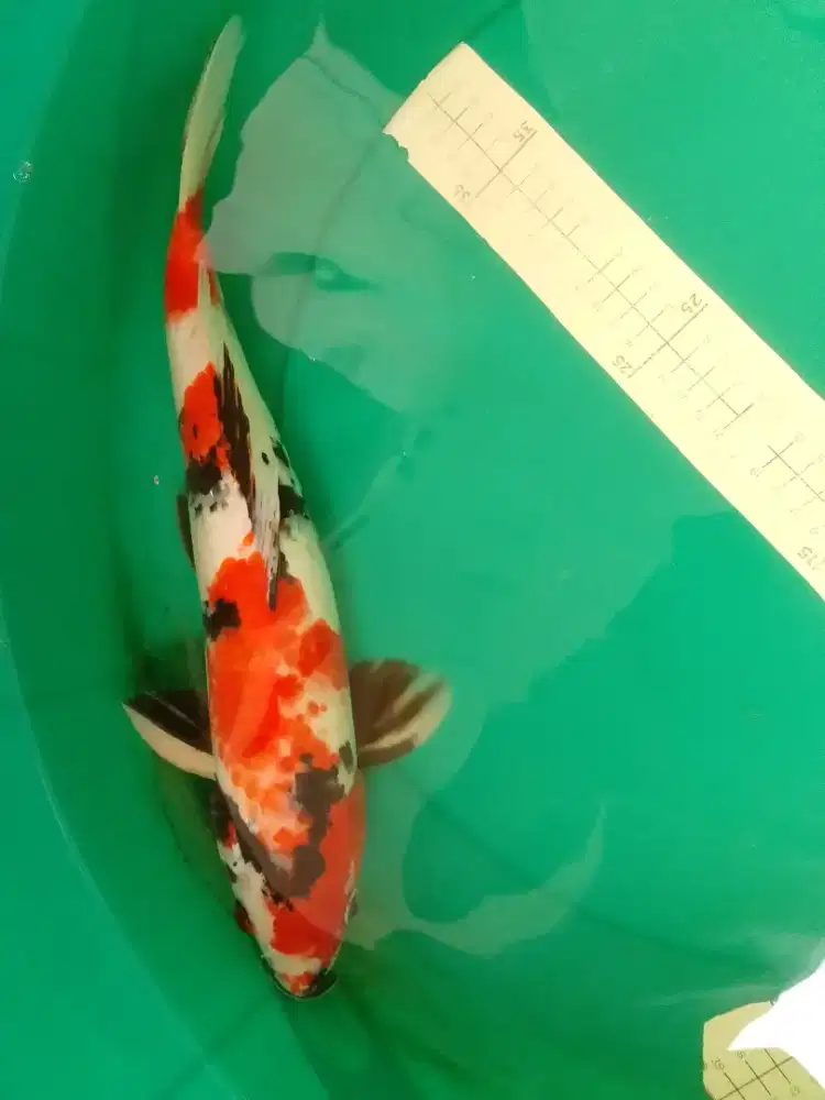 Ikan koi jenis Showa Kanoko 42cm original