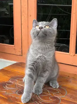 British shorthair blue solid non ped
