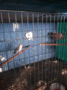 JUAL DUA PASANG BURUNG SANGER SIAPAN