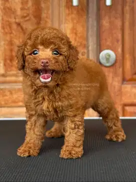 Poodle Jantan Menggemaskan