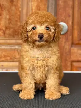 Poodle Jantan Imut dan Lucu