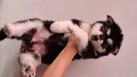 Alaskan malamute puppy lucu