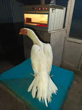 Induk ayam ekor lidi