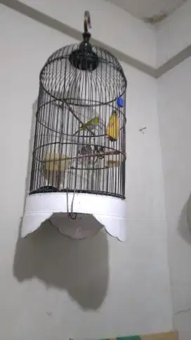 Jual sangar besi sama burung ya berisik banget mulus tingal gantung aj