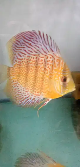 Ikan Discus LSS 4inch