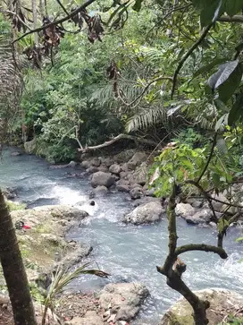 Dijual murah tanah kebun manggis langsung sungai