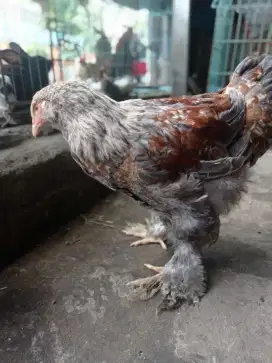 ayam brahma 3 bulan