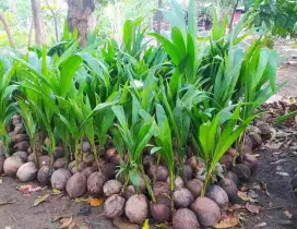 bibit tanaman buah kelapa