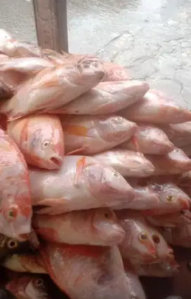 IKAN LAUT IKAN SEGAR IKAN FRESH