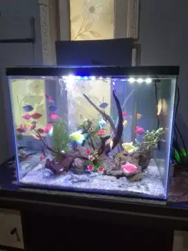 Aquarium dan isinya