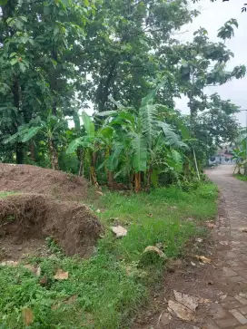 DIJUAL TANAH DI DAERAH TROWULAN DEKAT WISATA CANDI BONUS POHON JATI