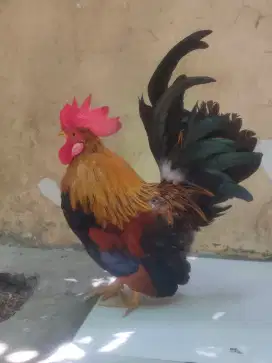 Ayam KT Murah sak murah e