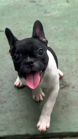 Frenchie Puppy Betina High Quality French Bulldog Female Lucu