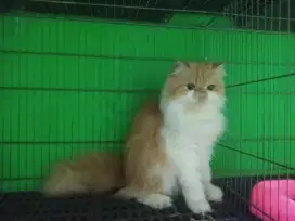 Kucing peaknose Longhair Betina sudah dikawinkan kalo hamil honus