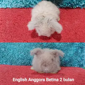 Anakan kelinci English anggora/EA 2 bulan berkualitas