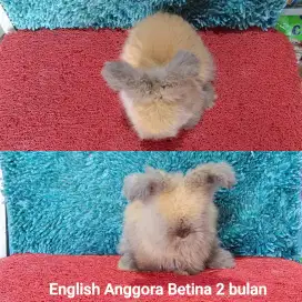 Kelinci English anggora/EA/Anggora 2 bulan murah