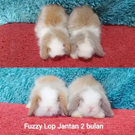 Anakan kelinci FL/Fujilop/Fuzylop/Fuzzy Lop usia 2 bulan berkualitas