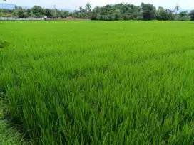 Dijual tanah sawah strategis pinggir jalan desa luas 1979 meter, SHM