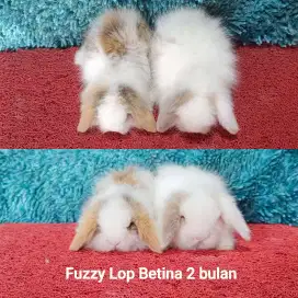 Kelinci Fuzylop/Fuzzy Lop/Fujilop usia 2 bulan murah