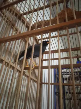 Burung jalak kebo gacor bisa ngomong kopi