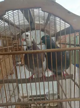 Dijual burung merpati sejodoh