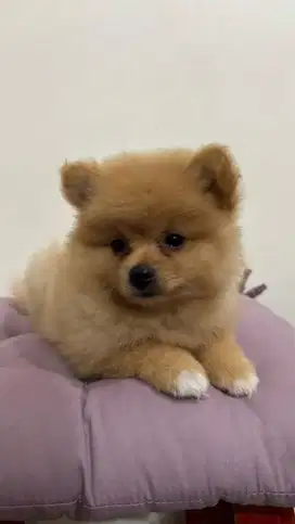 ANAKAN MINI POM