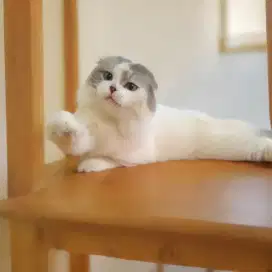 Scottish fold triple/bsh/munchkin