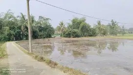 SAWAH PRODUKTIF  NAMPAK GUNUNG  AIR SUBUR 3X PANEN.