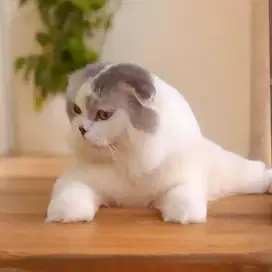 Scottish fold triple/bsh/Munchkin