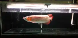 Arowana super red ITL