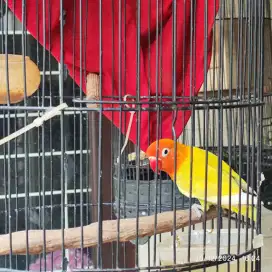 Lovebird Pasjo/Paskun Jantan Dewasa