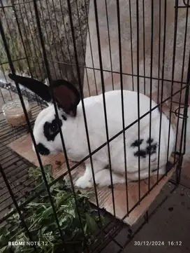 kelinci mini rex jantan