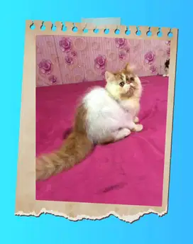 Kucing Peaknose Jantan Long Hair Lucuu