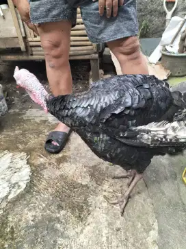 Jual ayam kalkun dewasa sepasang cocok yg mau ternak