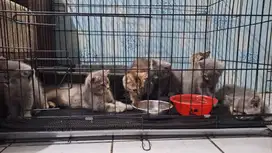 Kucing kitten british short hair  bsh