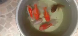 mas koki oranda & rancu