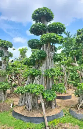 Bonsai Dolar Taman Terlengkap