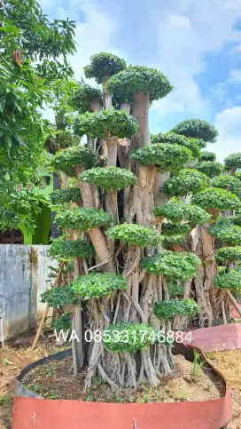 Bonsai Dolar Taman & Pohon Hias