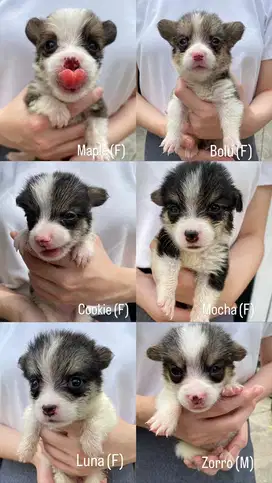 CORGI TRICOLOR FEMALE