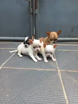 Chihuahua short mini