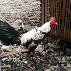 Ayam Bangkok 1 pasang