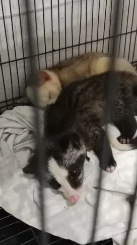 Musang moza betina