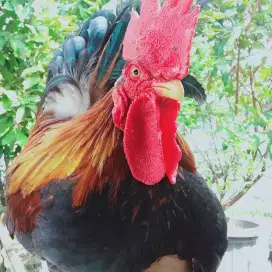 Ayam kate dewasa lok cibitung cbl