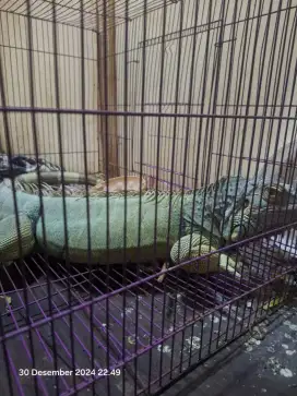 Iguana,jual iguana