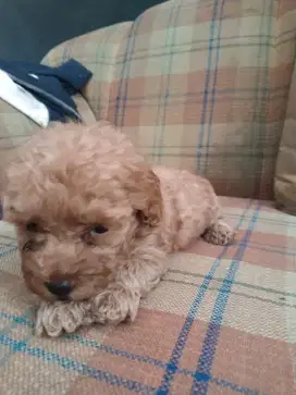 Anakan toy poodle