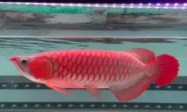 ARWANA/AROWANA SUPER RED SPECIAL