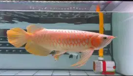 ARWANA/AROWANA SUPER RED SPECIAL