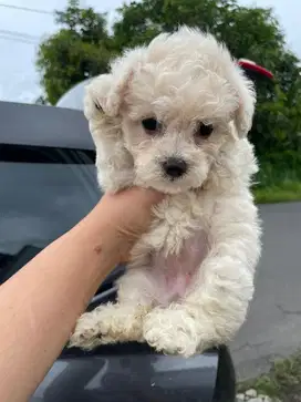 toy poodle jantan betina jefra petshop