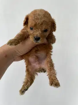 toy poodle jefra petshop